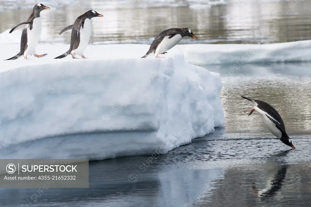 Gentoo Penguins dive off of an iceberg in the Yalour Islands of Antarctica