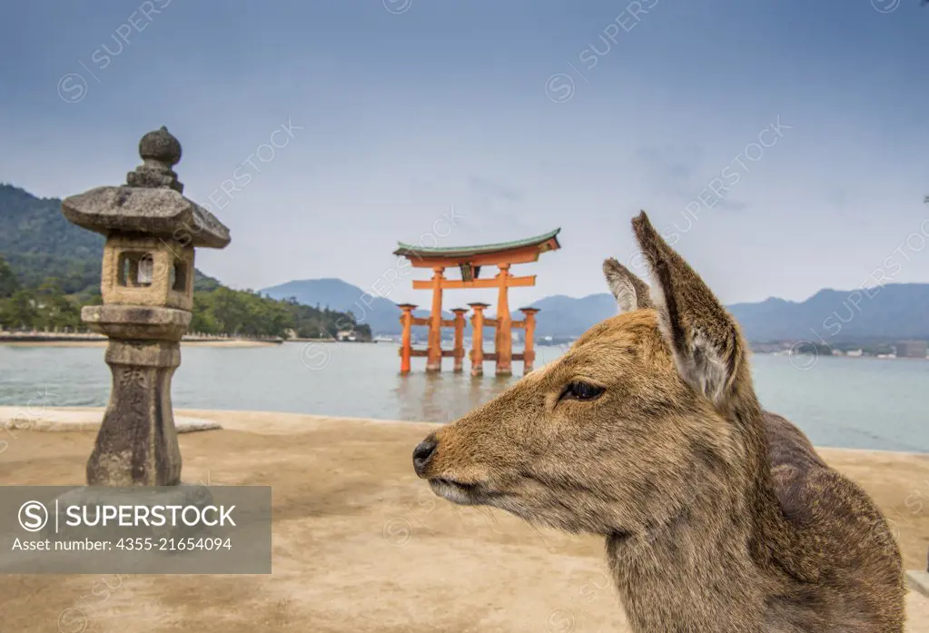 Itsukushima, also known as Miyajima, is a small island in Hiroshima Bay, western Japan