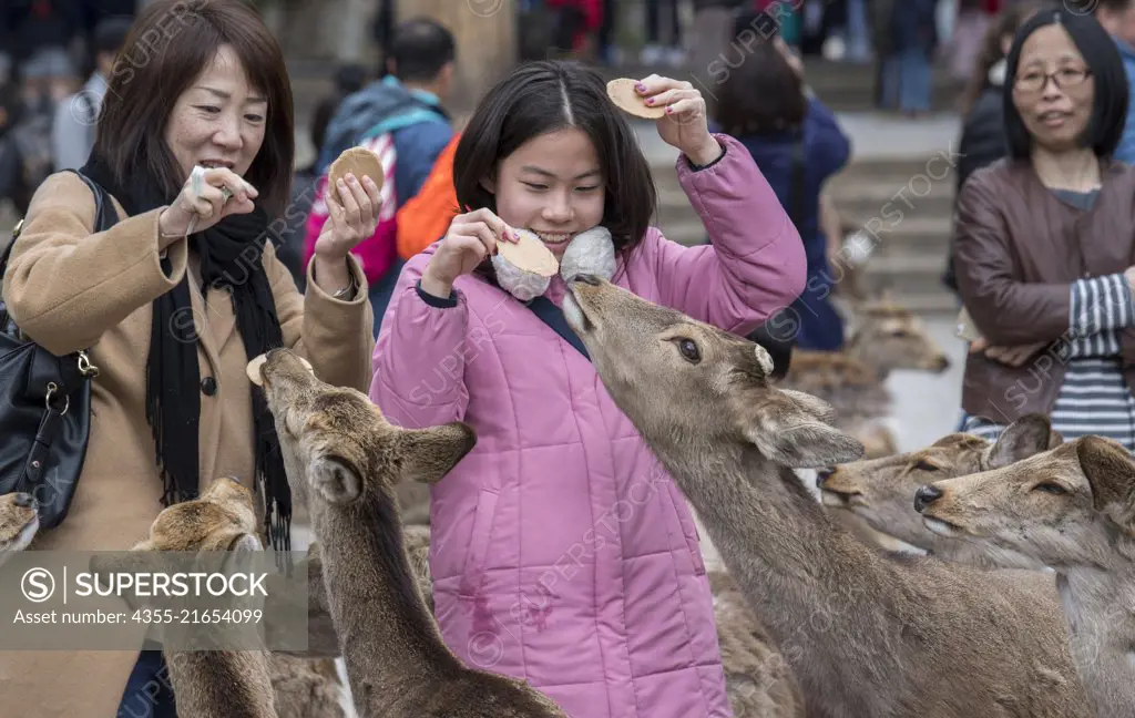 People feeding the deer in Nara, Japan.