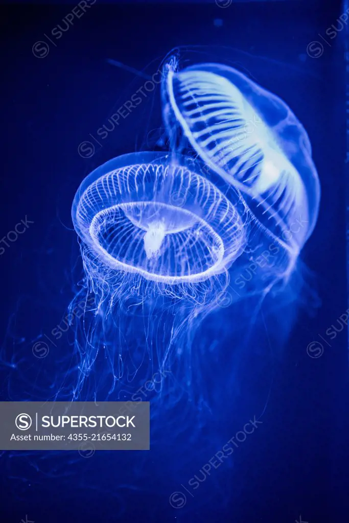 Jellyfish in the Tokyo Aquarium