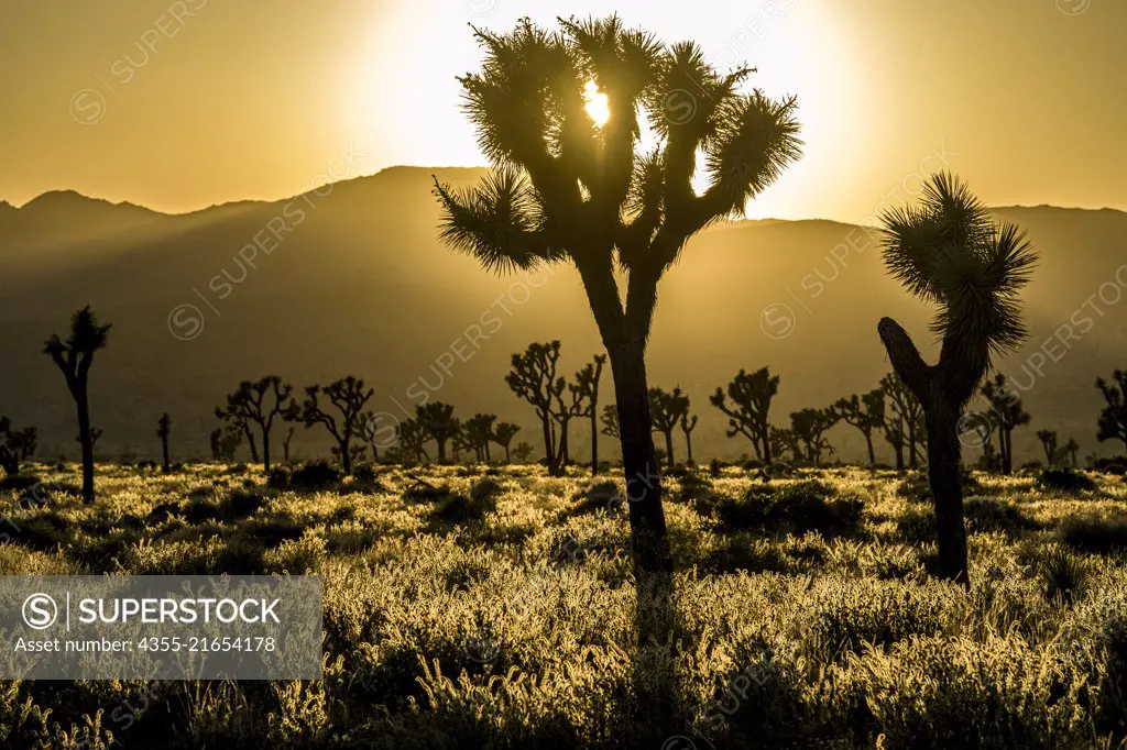 Joshua Tree National Park in southern California. It's characterized by rugged rock formations, harsh desert and bristled Joshua trees