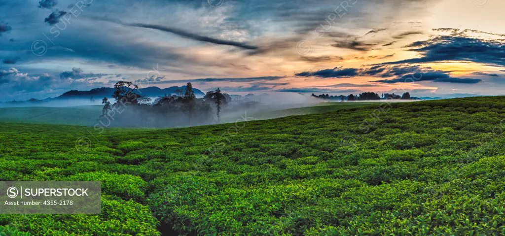 Vast tea plantation in Rwanda