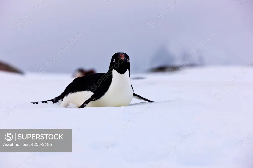Adelie Penguin slides down the ice at Petermann Island, Antarctica