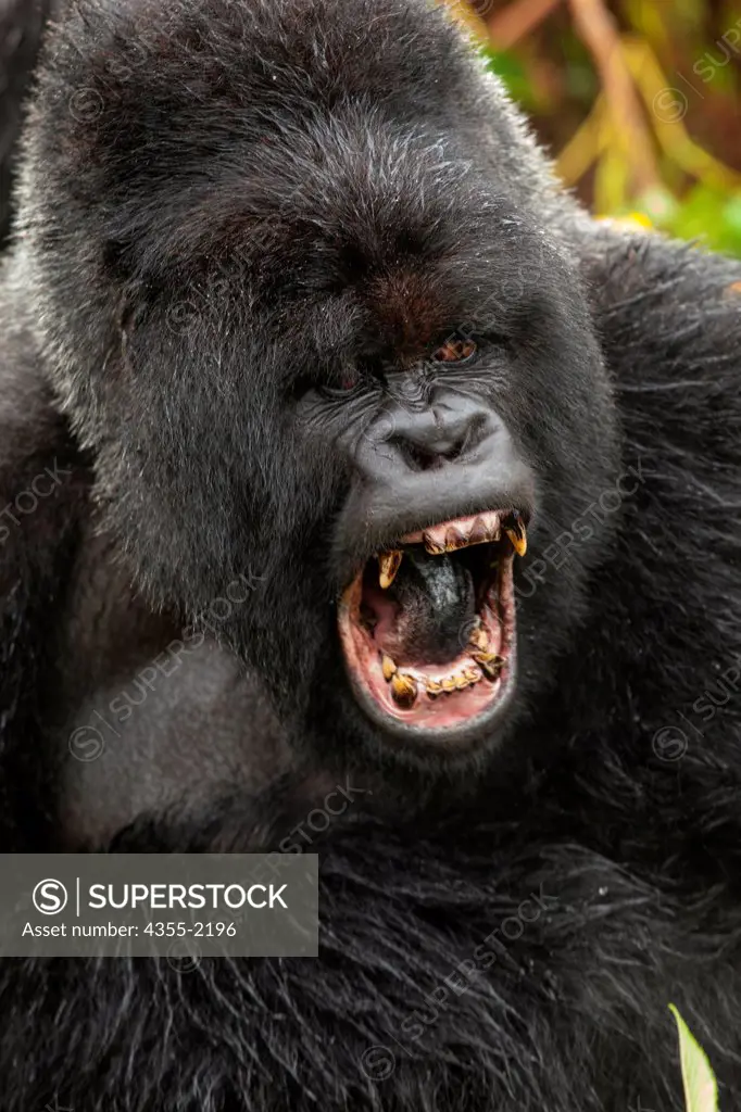 A large male Silverback Gorilla ezpressing his dominance in Rwanda