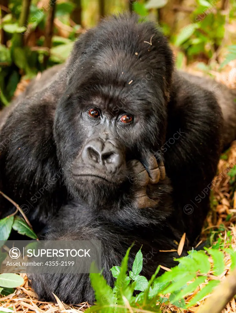 A large Silverback Gorilla in the Rwanda jungle.