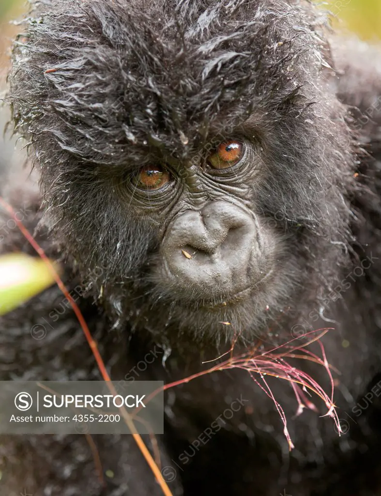 A young Mountain Gorilla in Rwanda rain forest.
