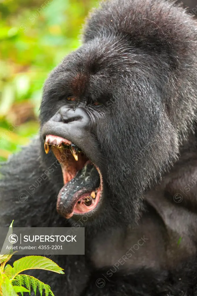 A large male Silverback Gorilla ezpressing his dominance in Rwanda