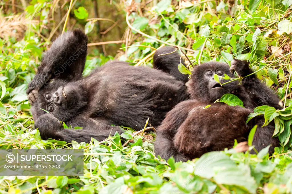 Two young gorillas play in the Rwanda jungle.