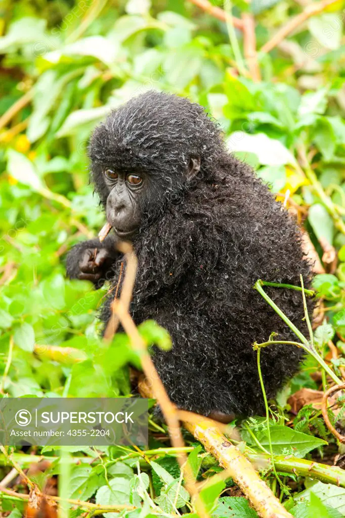 A very young mountain gorilla in the Rwandan rain forest.