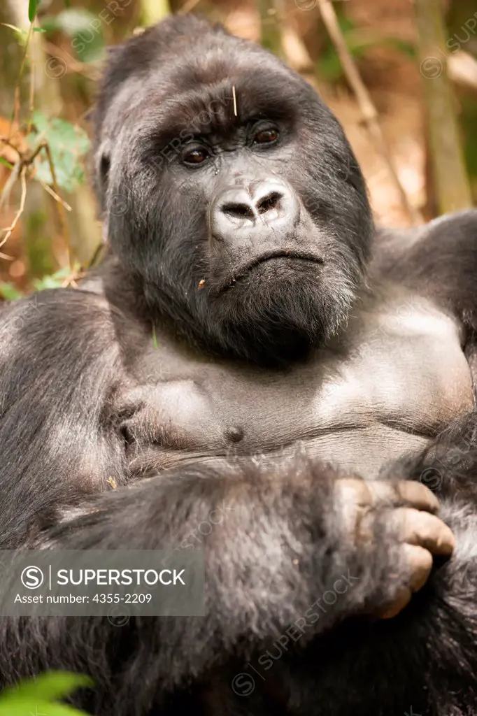 A large Silverback Gorilla in the Rwanda jungle.