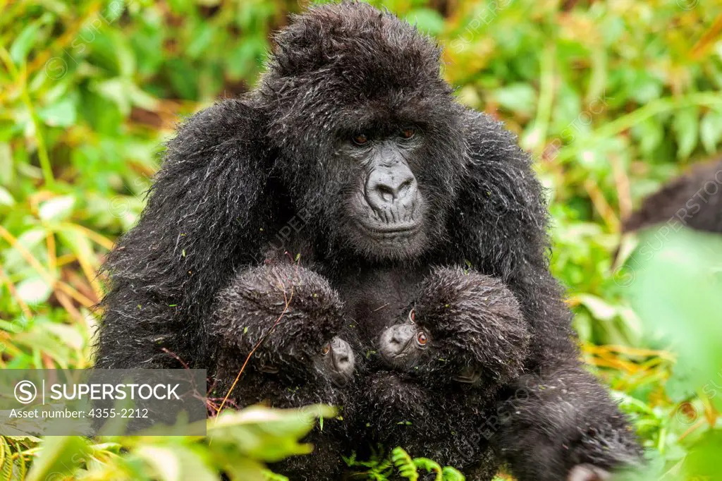 A mother gorilla with her two twins in Rwanda