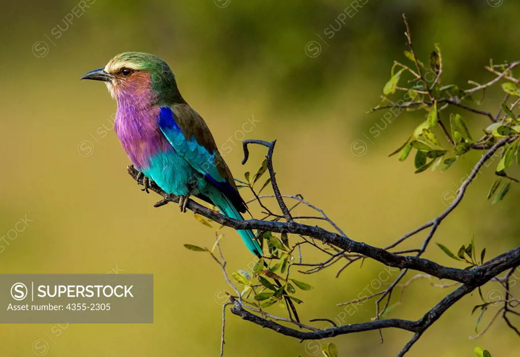 Botswana, Lilac Breasted Roller