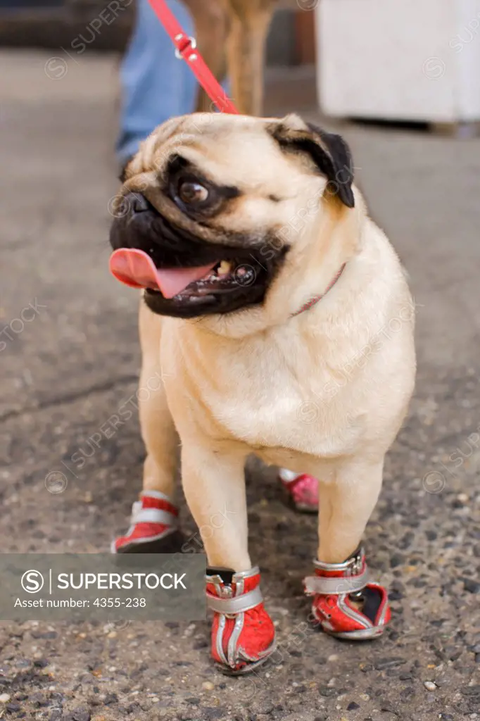 Pug in Boots