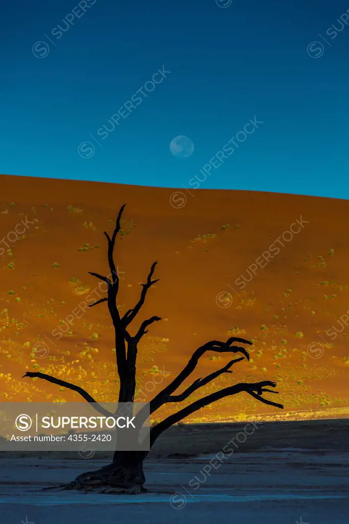 Namibia, Namib-Naukluft National Park, Soussusvlei, Dead tree at dusk