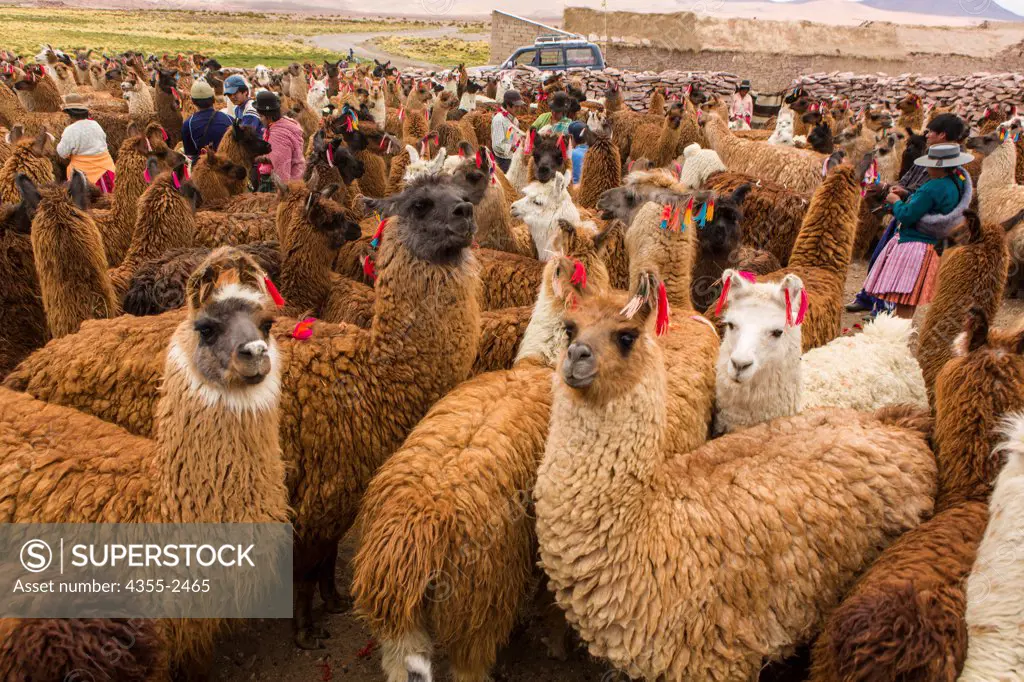 Bolivia, Modesto Omiste, Herd of llamas being tagged