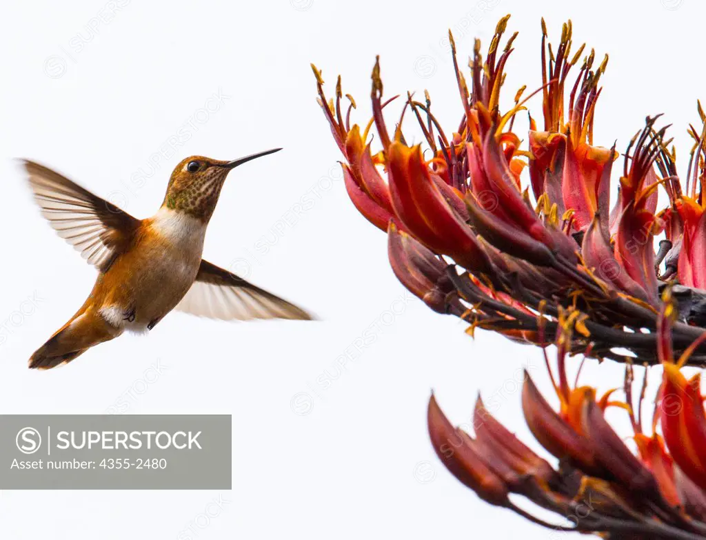 USA, California, Mendicino, Hummingbird and flowers