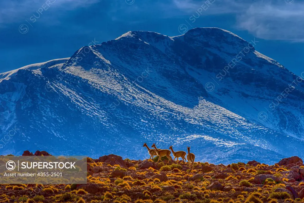 Bolivia, Vicuna herd on hillside