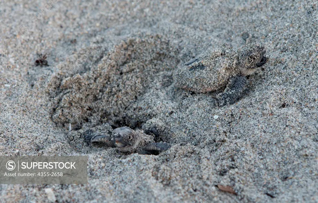 USA, Florida, Loggerhead Turtles hatching on Juno Beach