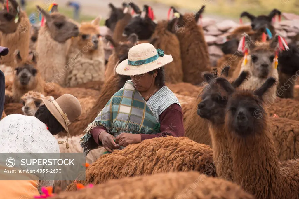 Bolivia, Men with herd of llamas, Llama's being tagged in holding pen in small town of Modesto Omiste in Boliva just across from Argentina border.
