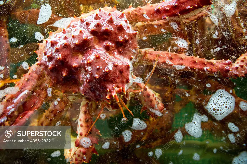 Close-up of a spider crab, Ushuaia, Tierra Del Fuego, Argentina