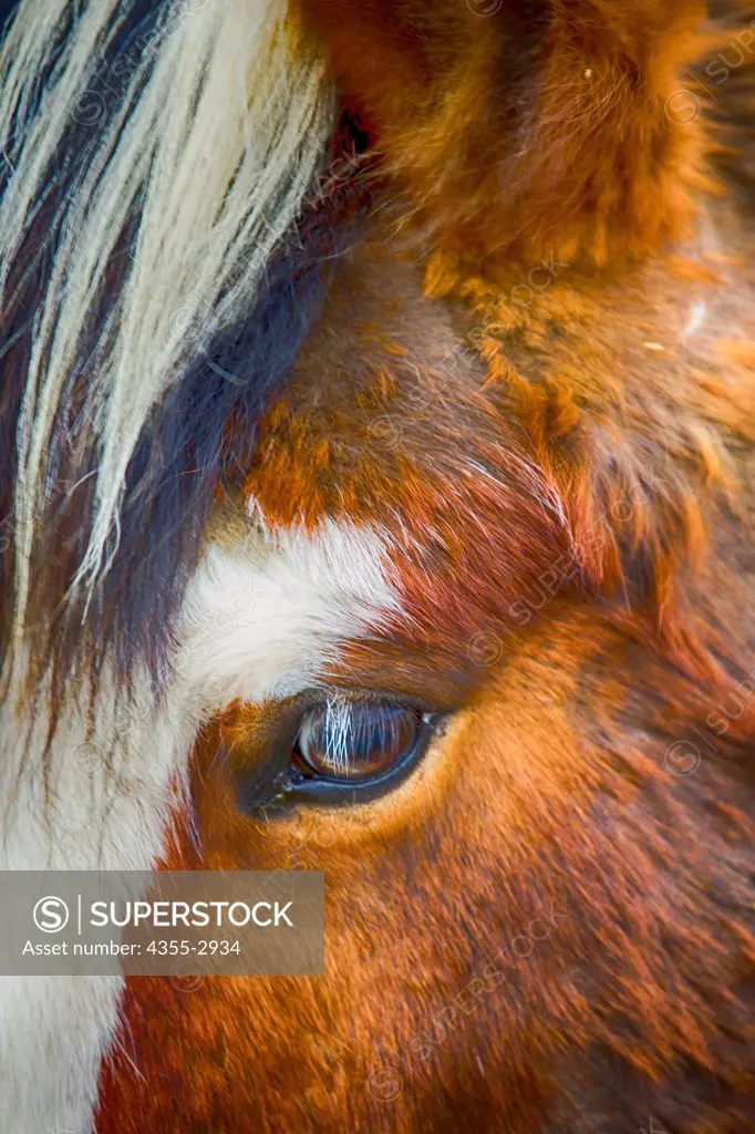 Close-up of the eye of an Icelandic horse, Reykjavik, Iceland