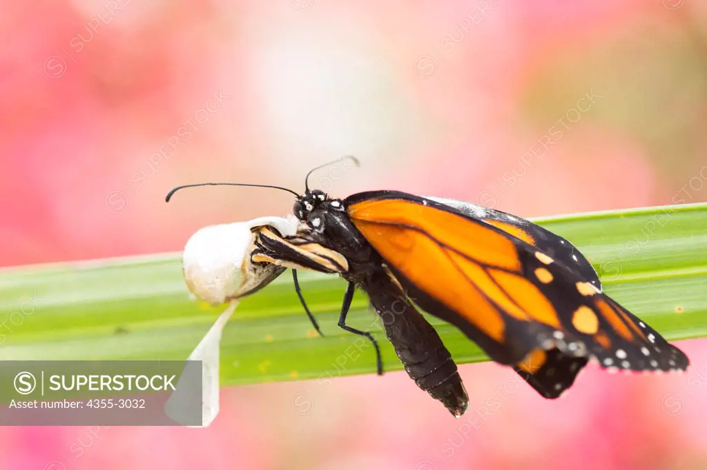 Newly emerged Monarch butterfly (Danaus plexippus) and its chrysalis, Palm Beach Gardens, Florida, USA