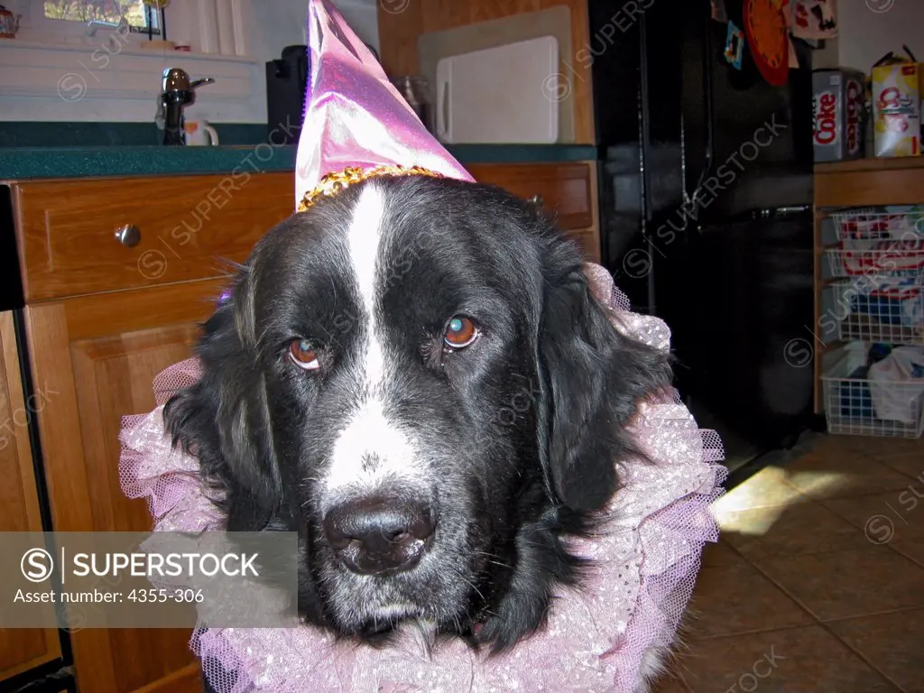 Dog with Party Hat