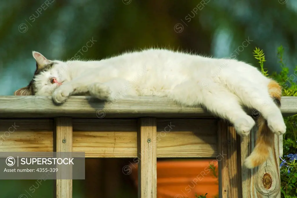 Cat Sleeping on Railing