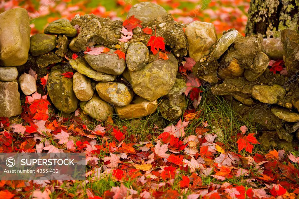 Leaves and Rock Wall