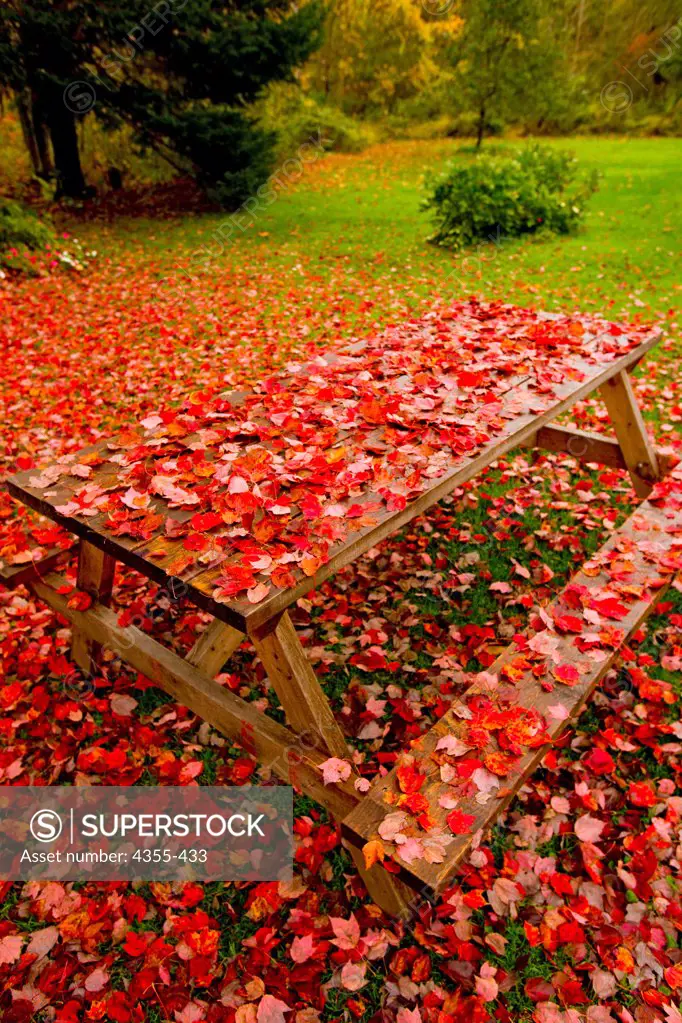 Picinic Table Covered in Fall Leaves