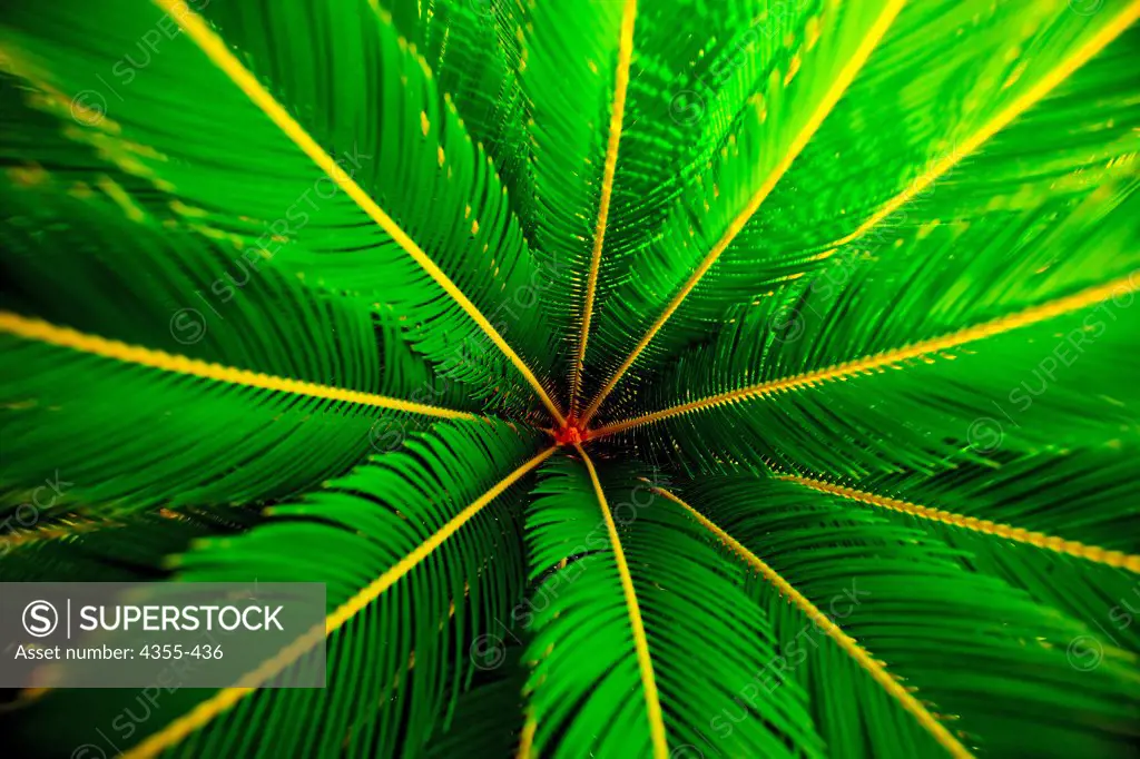 Palm Fronds and Palm Heart