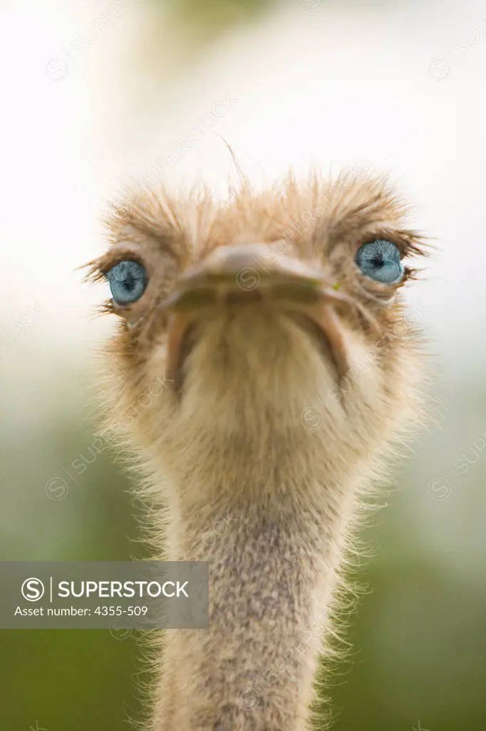 An Ostrich with Blue Eyes
