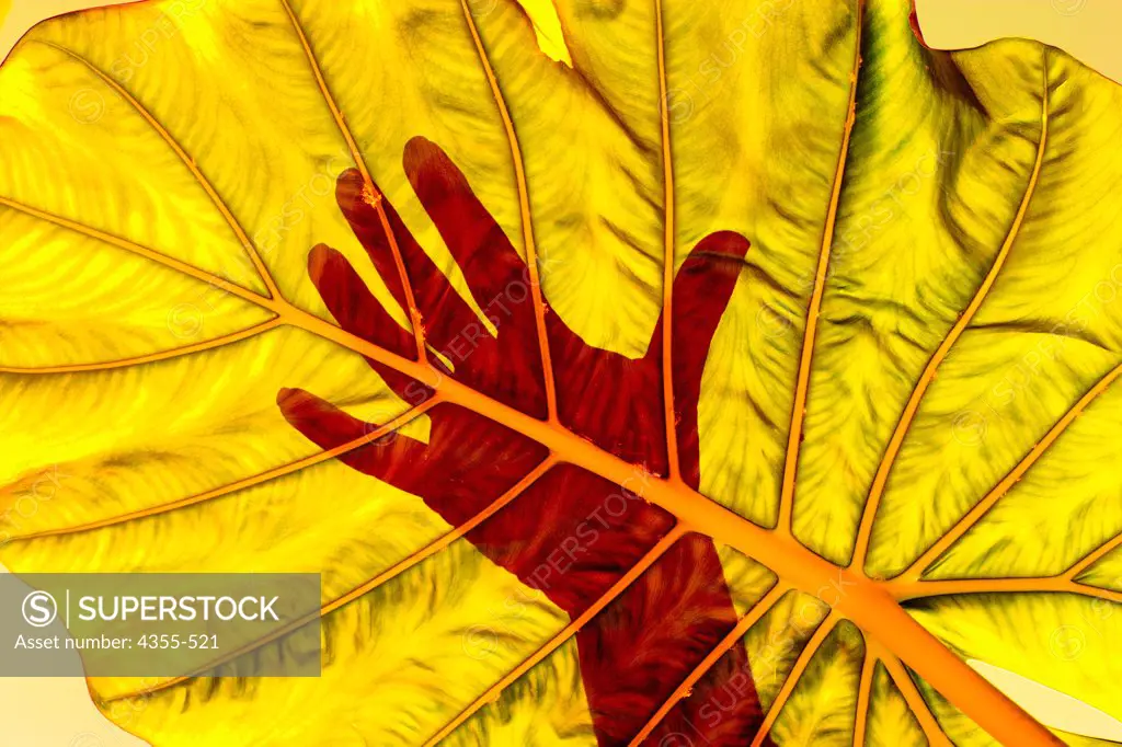 Hand Silhouetted Behind Large Tropical Leaf