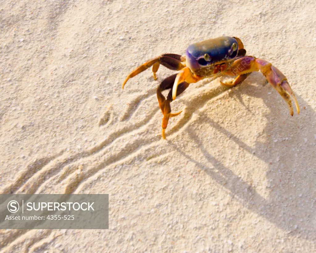 Sand Crab Walking Across Sand