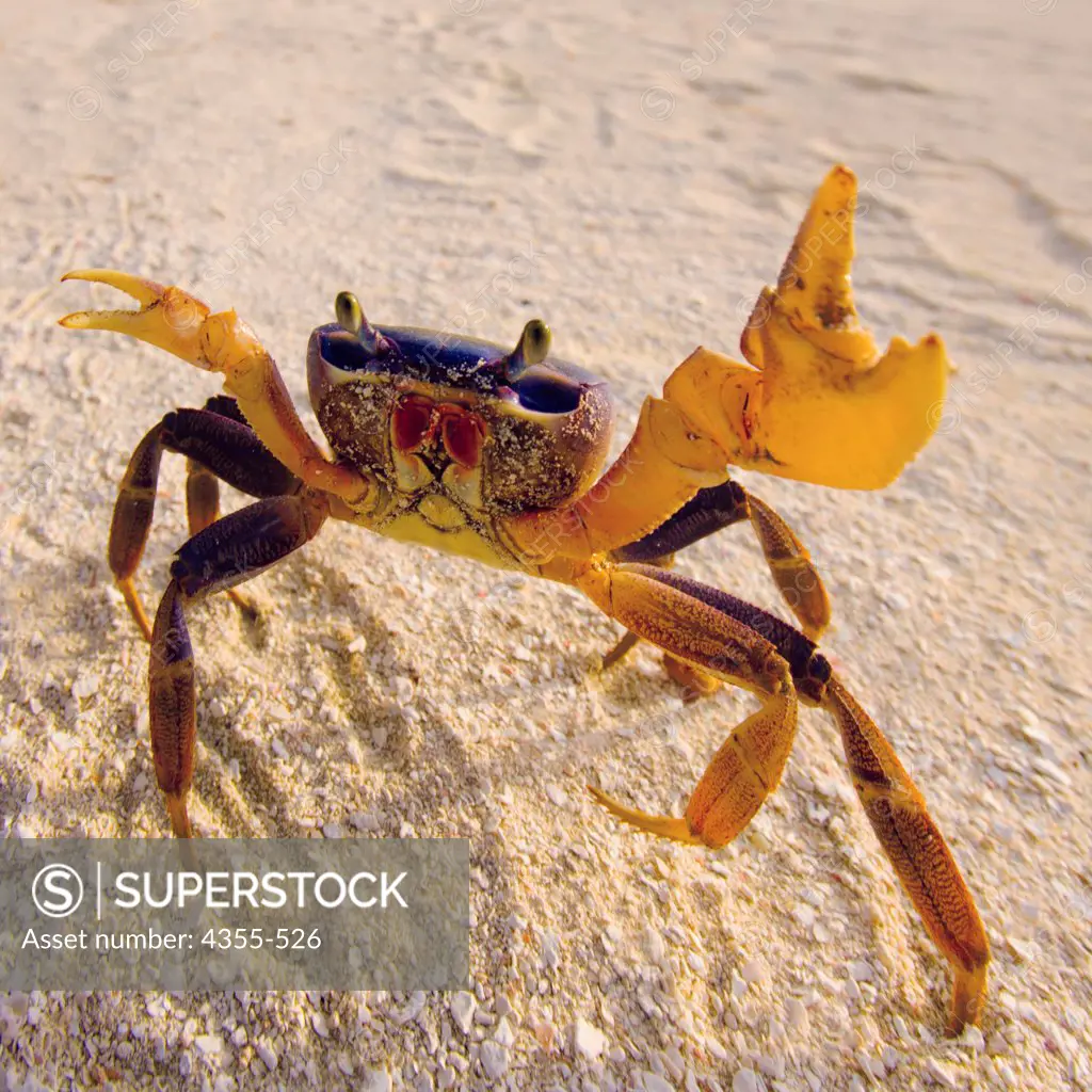 Close Up of a Sand Crab Looking Fierce