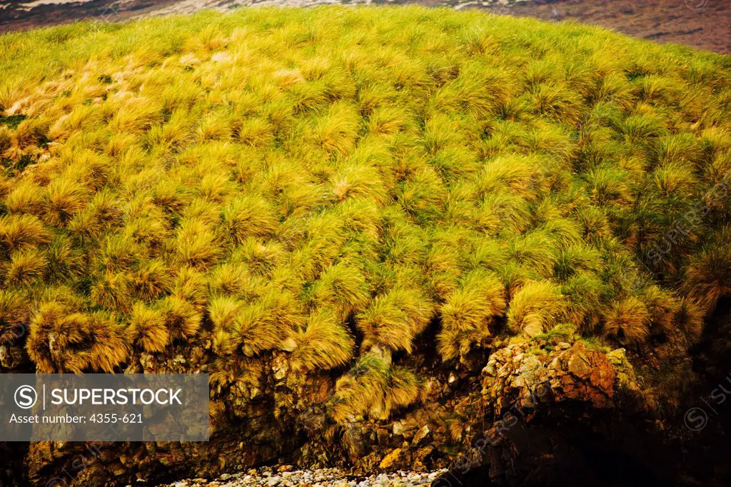 Lichen and Moss on an Unnamed Island in Antarctica