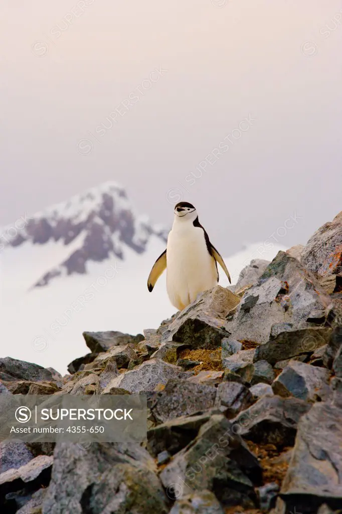 A Chinstrap Penguin is Right at Home on Half Moon Island
