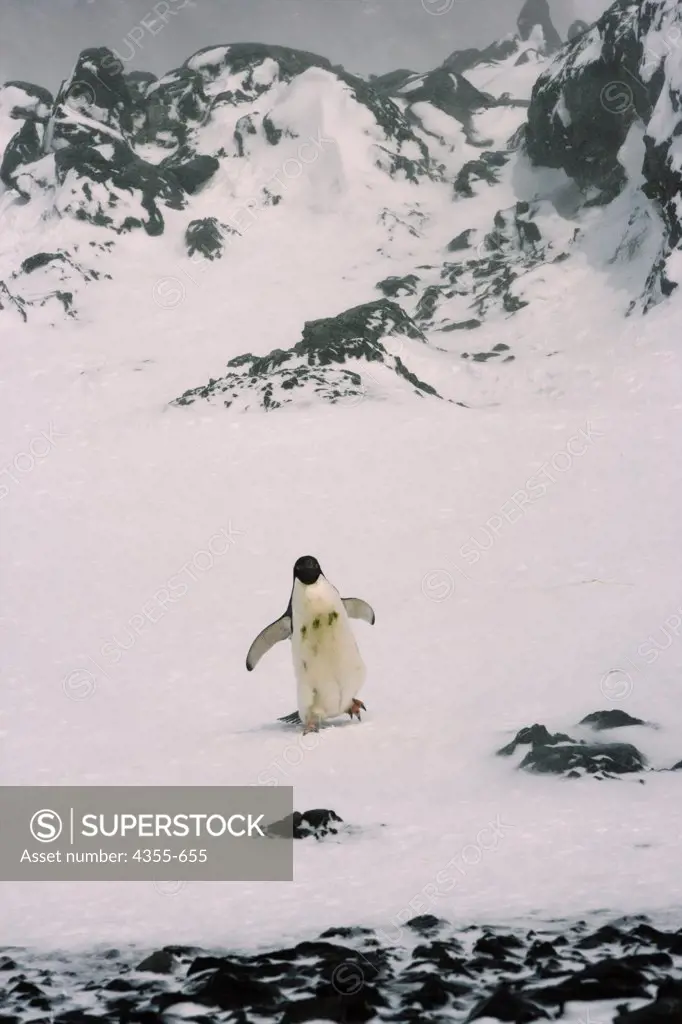 An Adelie Penguin Walks Across Rocky Snow