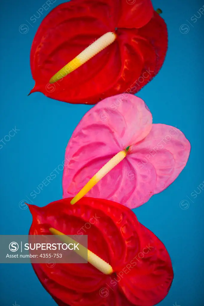 Floating Red and Pink Anthurium Flowers