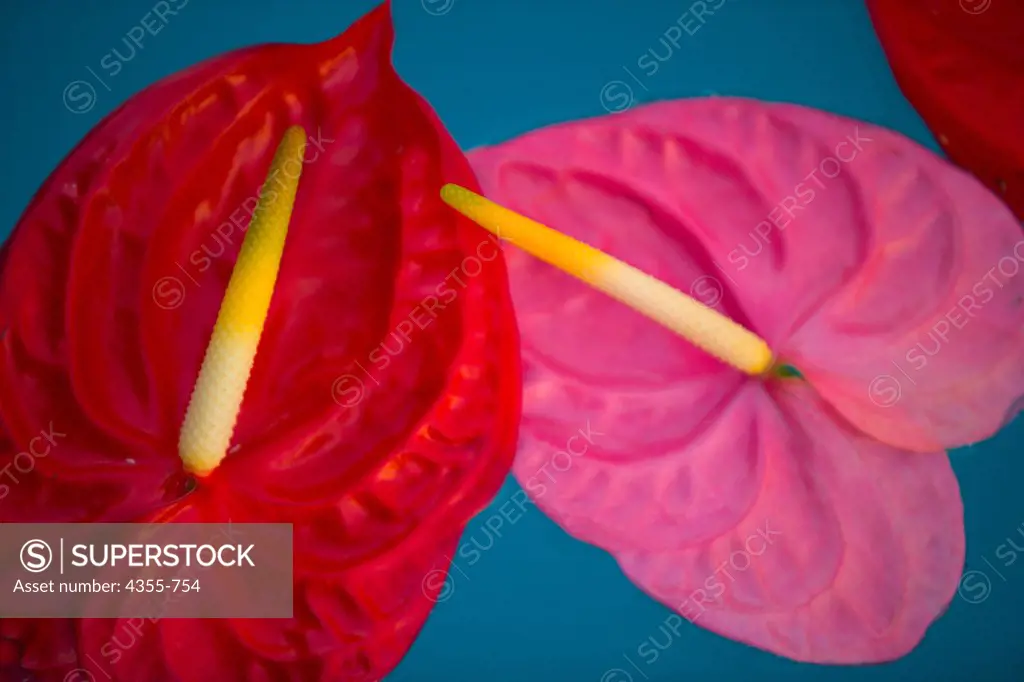 Floating Red and Pink Anthurium Flowers