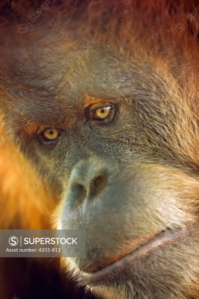 The Face of an Orangutan