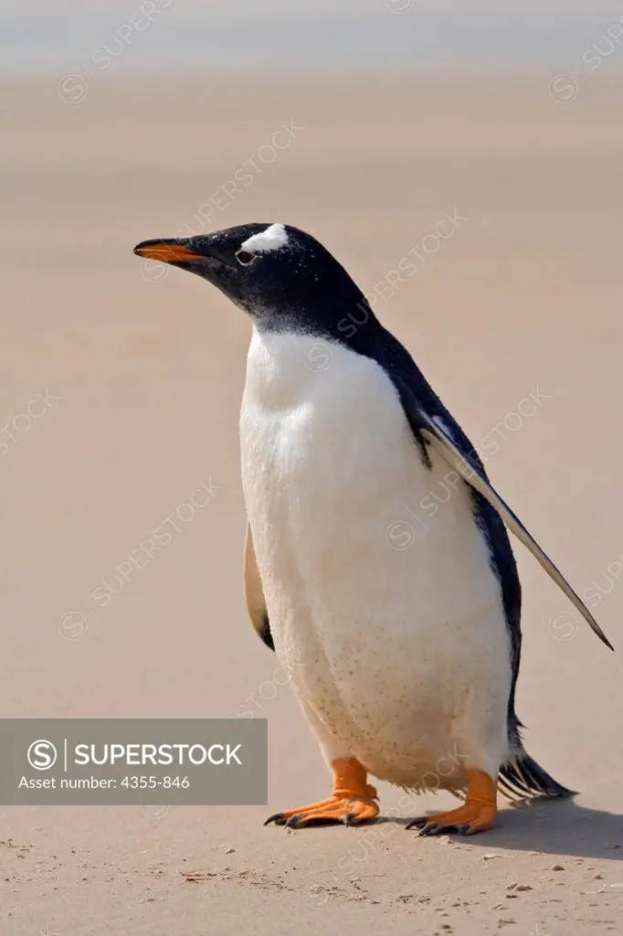 Gentoo Penguins in the Falkland Islands