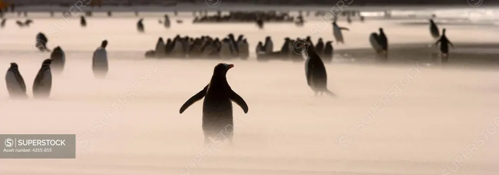 Gentoo Penguins and  Magellanic Penguins on the Falkland Islands.
