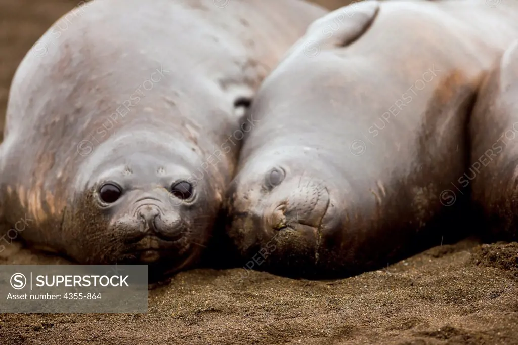 Southern Elephant Seals in Right Whale Bay, South Georgia Island