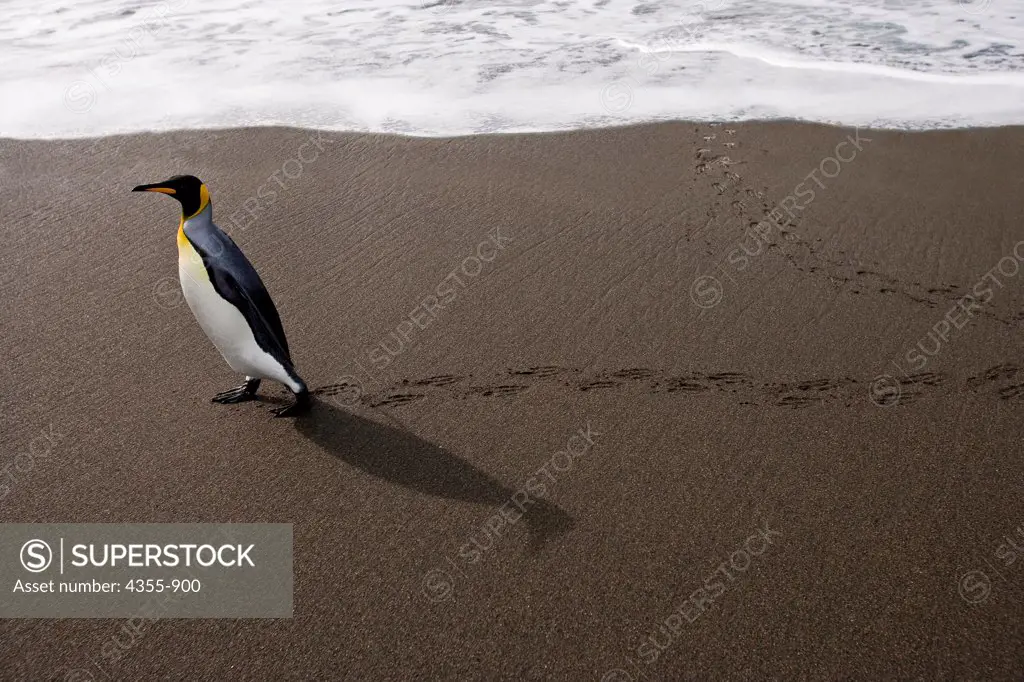 King Penguin on Beach