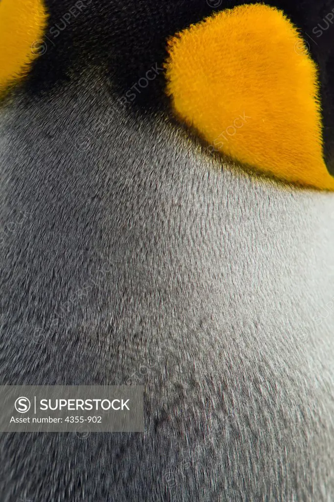 Closeup of King Penguin's Feathers