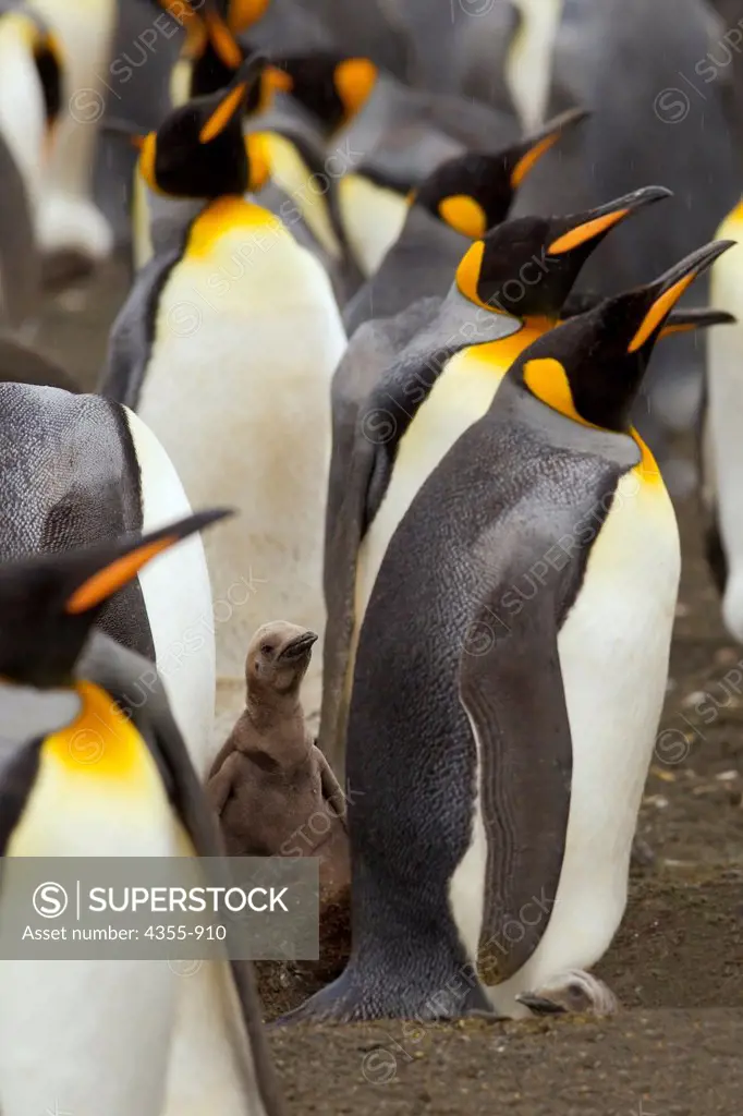 King Penguins and Chick  in Gold Harbor, South Georgia Island