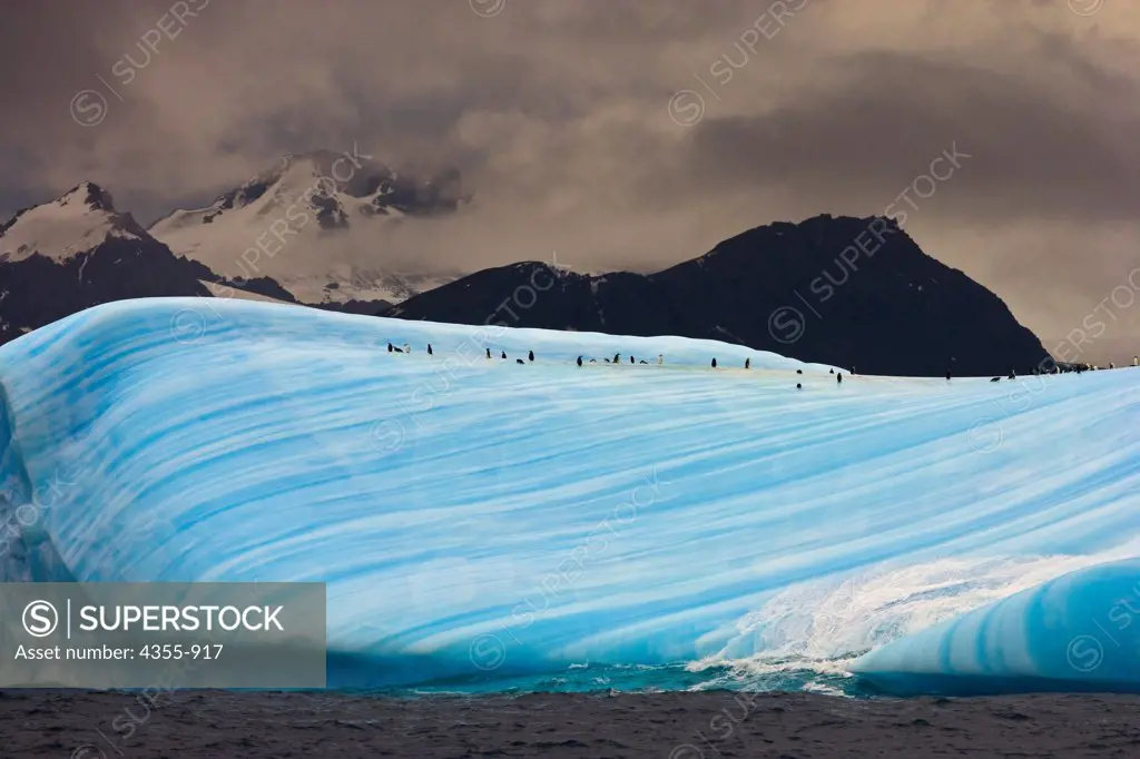 Large Striated Blue Iceberg with Chinstrap Penguins in the Scotia Sea