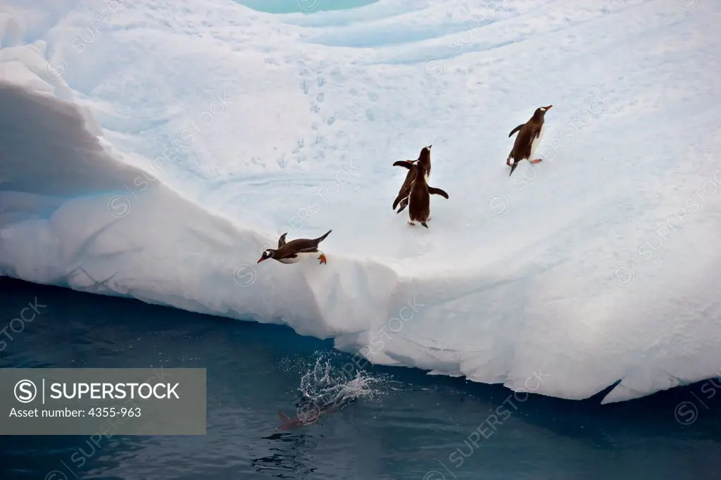 Gentoo Penguins on a Iceberg in the Gerlache Strait in Antarctica