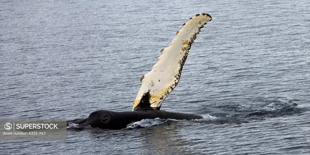 Humpback Whale Waves Pectoral Fin in Antarctica's Gerlache Strait